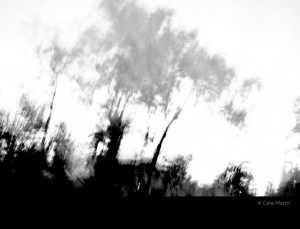 Grey Trees by Cate Martin. A blurred black-and-white photo of trees at night.