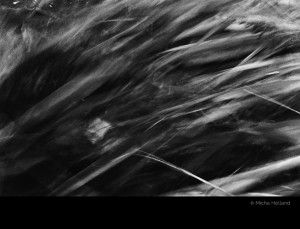 Grass bending in the winds by Micha Holland. A black-and-white photo showing grass bending in the wind.