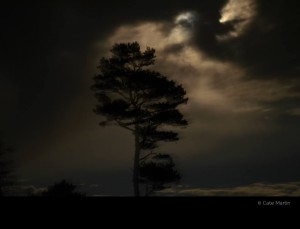 Tree at night by Cate Martin. The colour photo shows a mighty tree at night in front of a spectacular cloudy moonlight sky.
