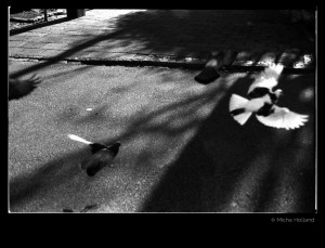 Doves on the street by Micha Holland. A black-and-white photo of doves taking off and landing on a street.